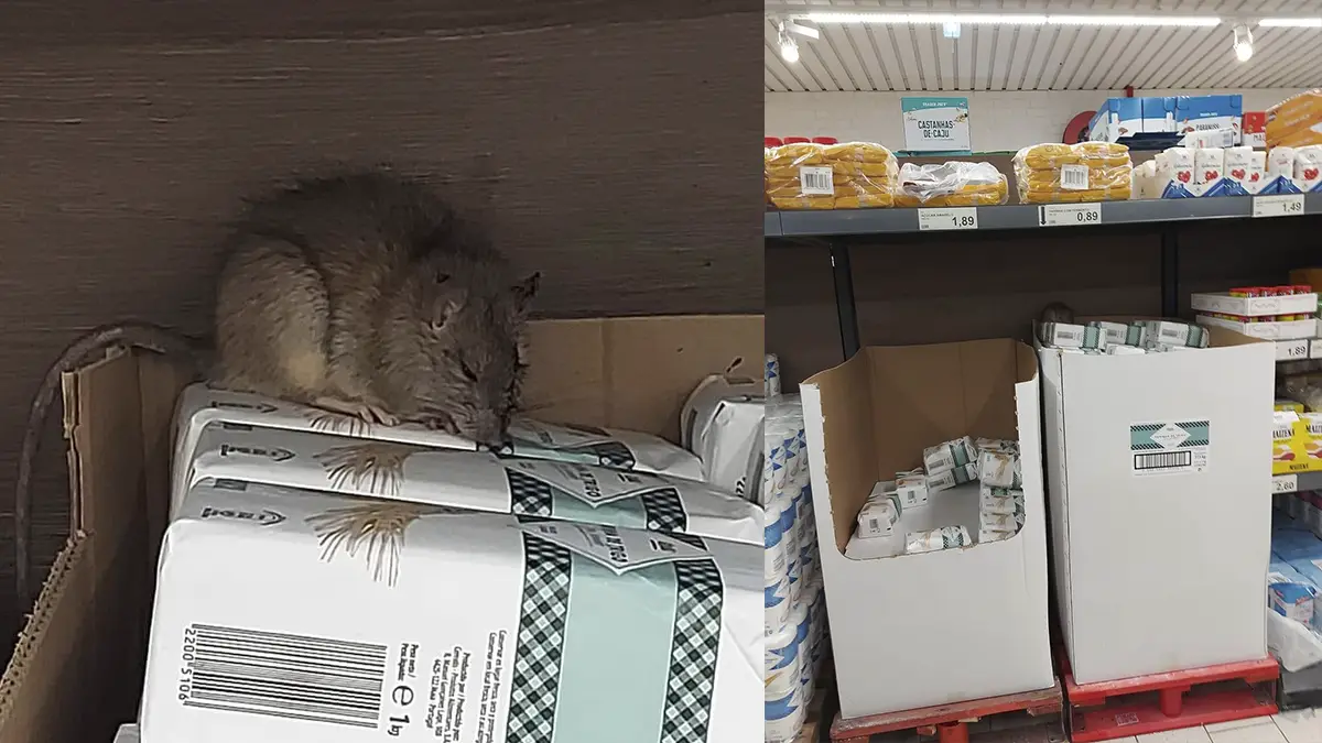 Rato avistado em cima de pacotes de farinha no Aldi de Mem Martins