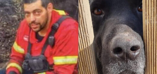 Bombeiro de 32 anos espanca cão com barra de ferro em Vila Nova da Barquinha