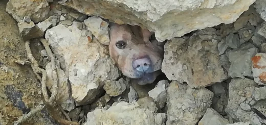 Bombeiros salvam cão soterrado em desabamento de terras na Trafaria