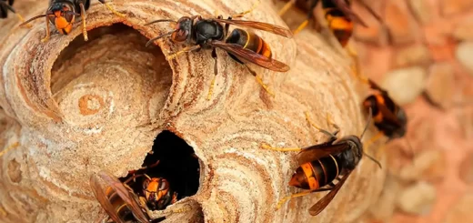 Mulher morre atacada por enxame de vespas em Leiria