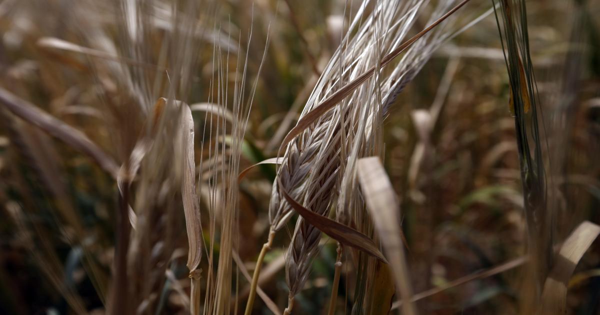 Read more about the article Costa alerta que suspensão de acordo dos cereais é “muito má notícia” que pode levar a crise global