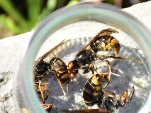 Read more about the article 🐝 Autarquia da Covilhã distribui armadilhas para vespa-asiática