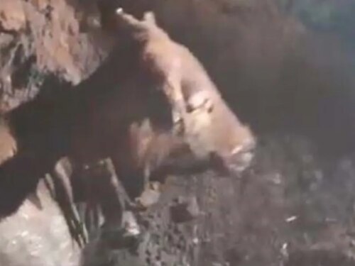 Read more about the article Bombeiros de Aljezur salvam vaca presa em poço