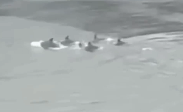 Read more about the article Golfinhos avistados no Porto de Leixões – vídeo
