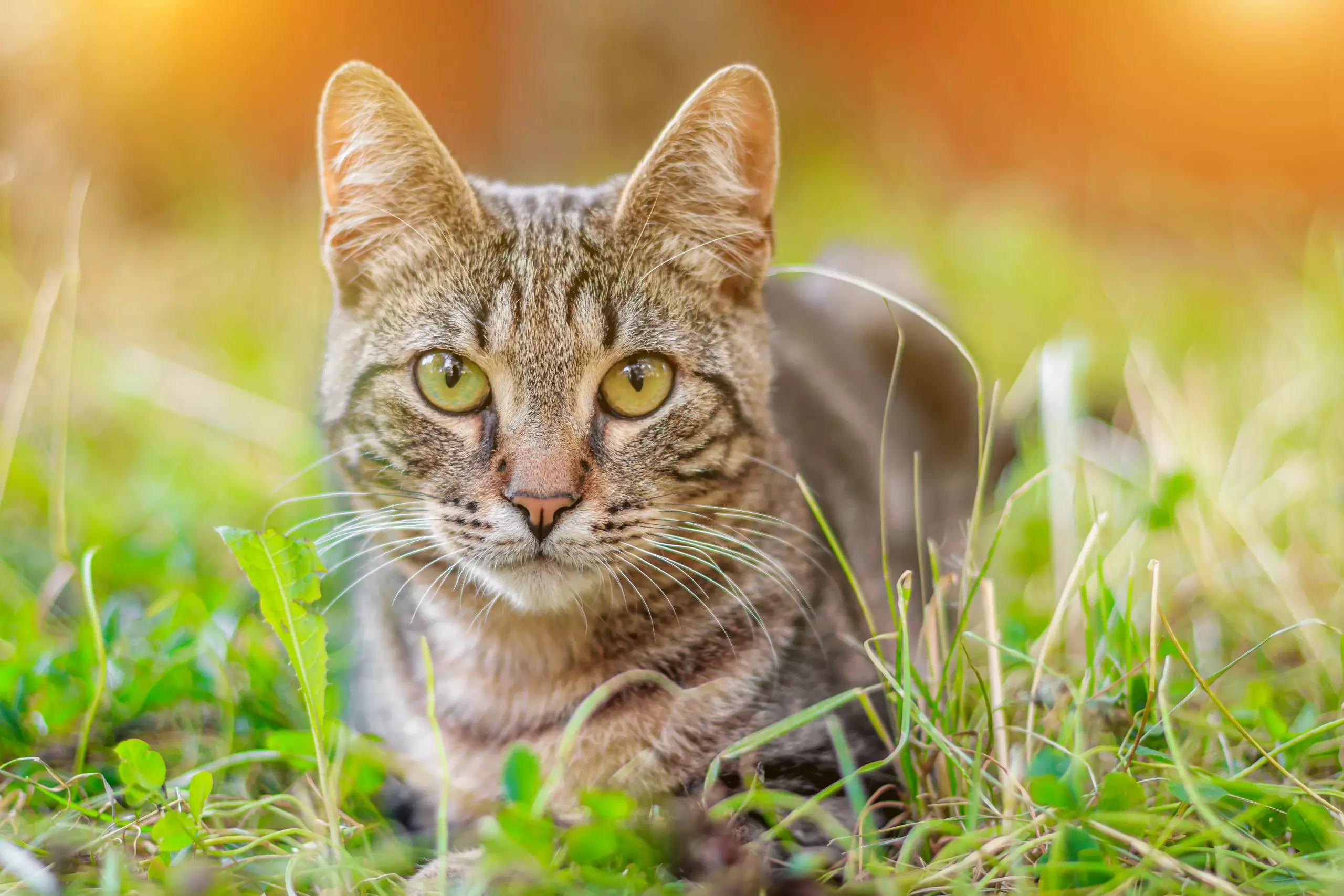 Read more about the article Gato provoca incêndio